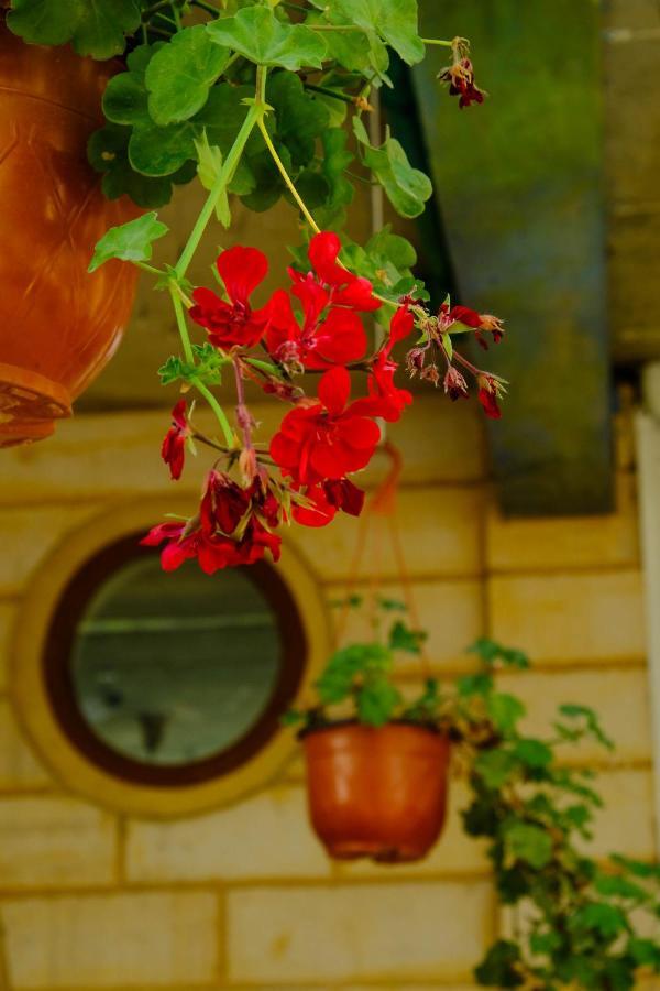 Damask Rose, Lebanese Jounieh